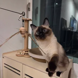 동숲쿼카