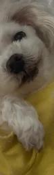서초동 미카 반려인간